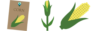 Evolutionsstufen des Corn Evolution Munzees